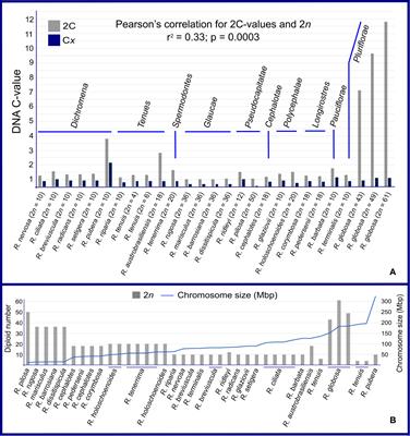 Holocentric Karyotype Evolution in Rhynchospora Is Marked by Intense Numerical, Structural, and Genome Size Changes